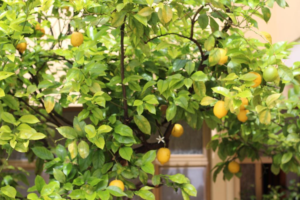 콰르투치우 Fiori E Limoni B&B 외부 사진